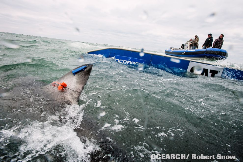 Illustration for article titled Bourbon Tags Along with Shark Researchers for Faster Aging